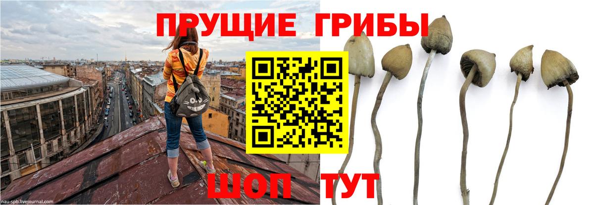 Галлюциногенные грибы прущие грибы Североморск